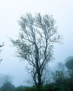 Camping in Mahabaleshwar 