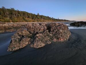 Kalaloch Beach