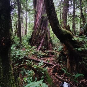 Kalaloch Beach