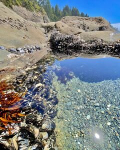 Kalaloch Beach 3