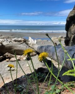 Kalaloch Beach 3