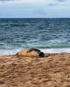Poipu Beach Park Koloa Hi