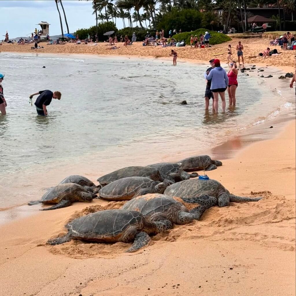 Poipu Beach Park Koloa Hi
