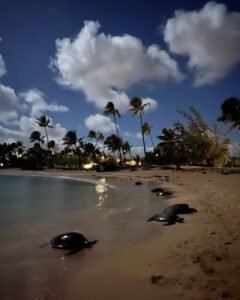 Brennecke's Beach Kauai, Hawaii Brennecke's Beach Kauai