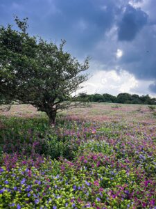 Kaas Pathar Guide 2025